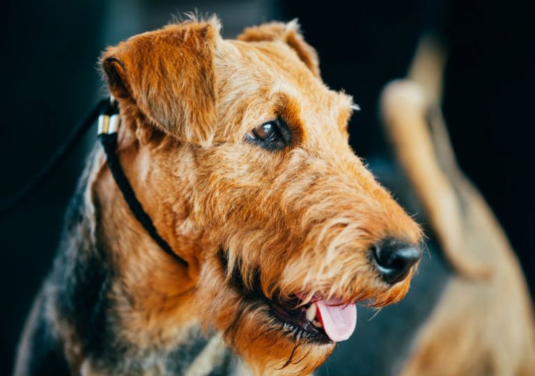 A Guide to the Best Running Dog Breeds The Athletic Foot