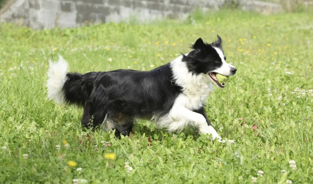 Border Collie