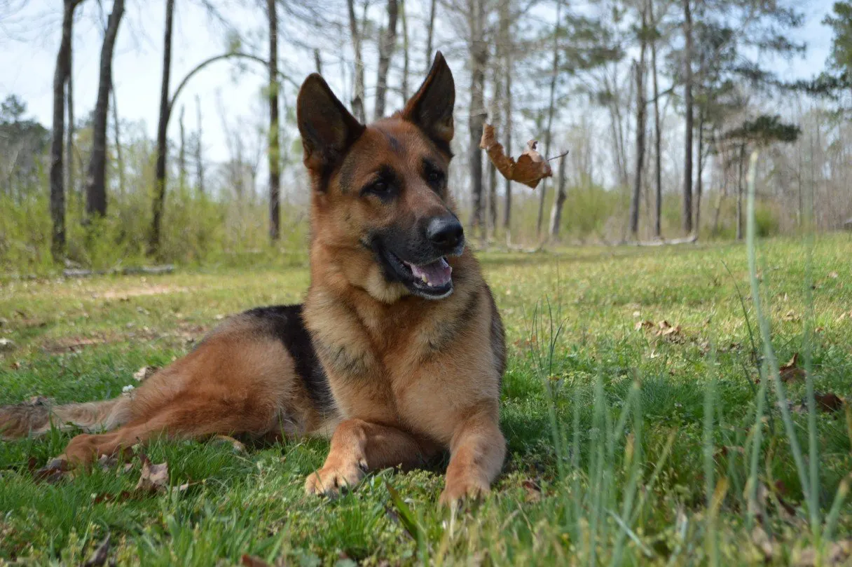 German Shepherd