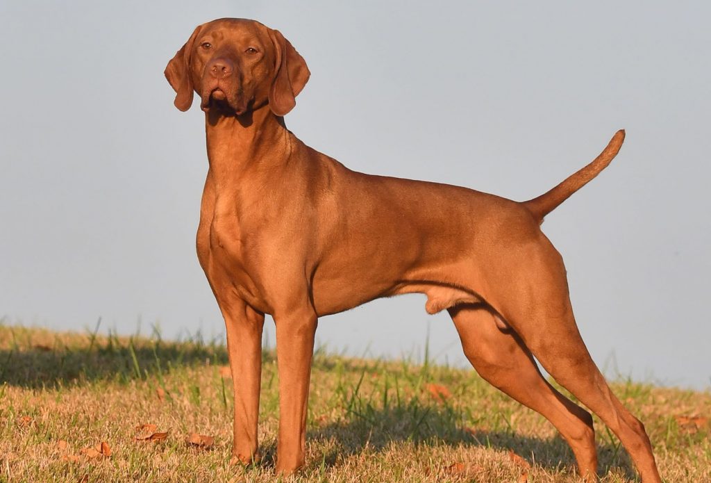 A Guide to the Best Running Dog Breeds The Athletic Foot